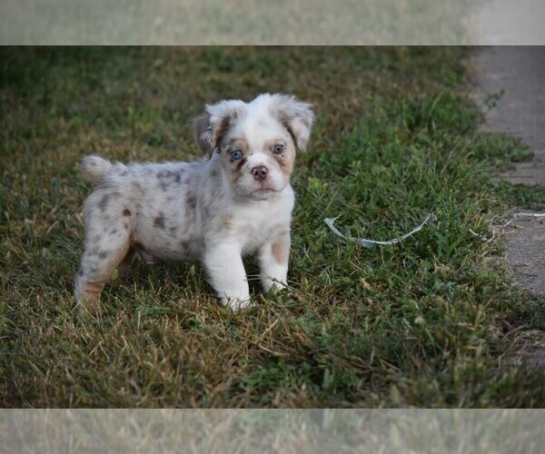 Medium Photo #1 Bulldog Puppy For Sale in TEXAS CITY, TX, USA