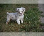 Small Photo #1 Bulldog Puppy For Sale in TEXAS CITY, TX, USA