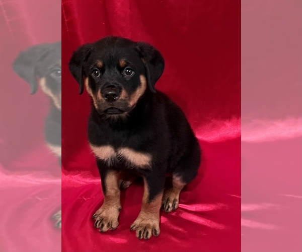 Medium Photo #1 Rottweiler Puppy For Sale in REMER, MN, USA