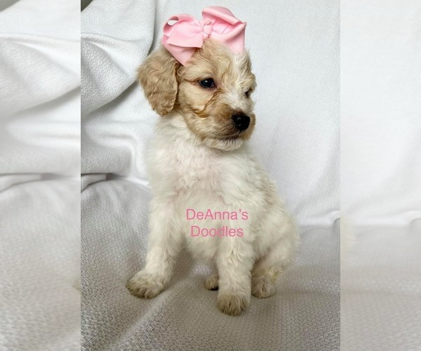 Medium Photo #1 English Bulldog-Poodle (Standard) Mix Puppy For Sale in FLATWOODS, KY, USA