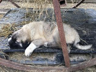 Anatolian Shepherd Litter for sale in SLAUGHTER, LA, USA