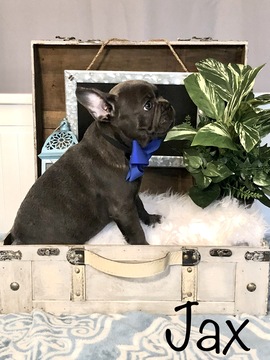 Medium Photo #1 French Bulldog Puppy For Sale in PARKER, CO, USA
