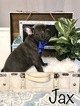 Small Photo #1 French Bulldog Puppy For Sale in PARKER, CO, USA