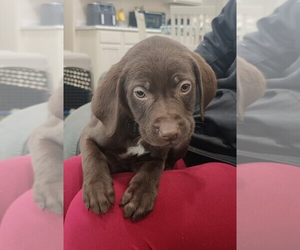 Medium Photo #1 German Shorthaired Lab Puppy For Sale in BARDSTOWN, KY, USA