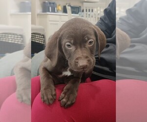 German Shorthaired Lab Litter for sale in BARDSTOWN, KY, USA