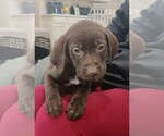 Small Photo #1 German Shorthaired Lab Puppy For Sale in BARDSTOWN, KY, USA