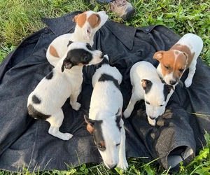 Jack Russell Terrier Litter for sale in KALONA, IA, USA