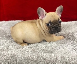 French Bulldog Litter for sale in WEST COLUMBIA, SC, USA