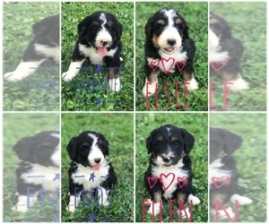 Bernedoodle Litter for sale in BOWLING GREEN, KY, USA