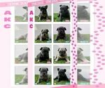 Small French Bulldog