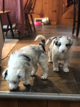 Medium Photo #1 Border Collie Puppy For Sale in EMLENTON, PA, USA