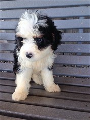 Miniature Bernedoodle Litter for sale in BELLVILLE, OH, USA