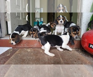 Beagle-Bluetick Coonhound Mix Litter for sale in TAYLORVILLE, IL, USA