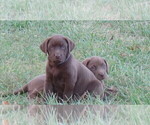 Small Photo #1 Labrador Retriever Puppy For Sale in REEDS, MO, USA