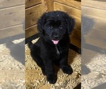 Small Photo #1 Golden Shepherd Puppy For Sale in HAMPTON, VA, USA