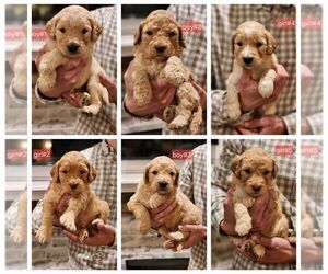 Goldendoodle Litter for sale in CORRYTON, TN, USA