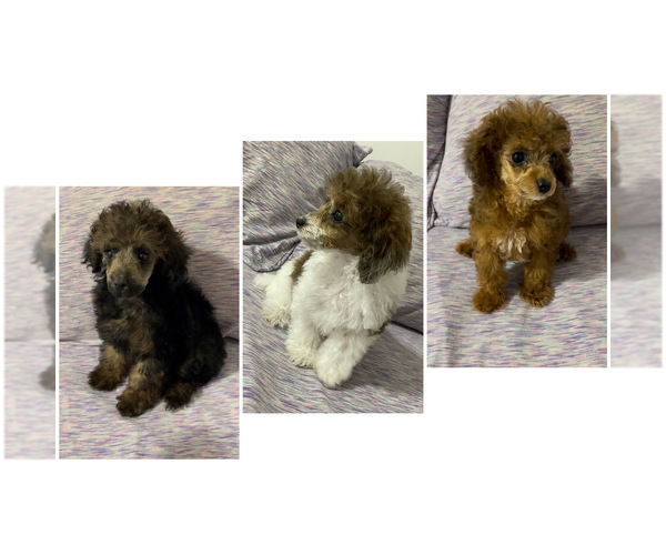 Medium Photo #1 Poodle (Toy) Puppy For Sale in NEW HAVEN, CT, USA