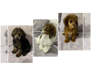 Poodle (Toy) Litter for sale in NEW HAVEN, CT, USA