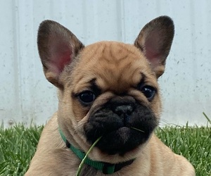 French Bulldog Litter for sale in SEAFORD, DE, USA