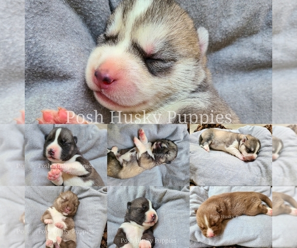 Medium Photo #1 Siberian Husky Puppy For Sale in SAINT JOSEPH, MN, USA
