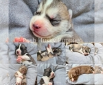 Small Photo #1 Siberian Husky Puppy For Sale in SAINT JOSEPH, MN, USA