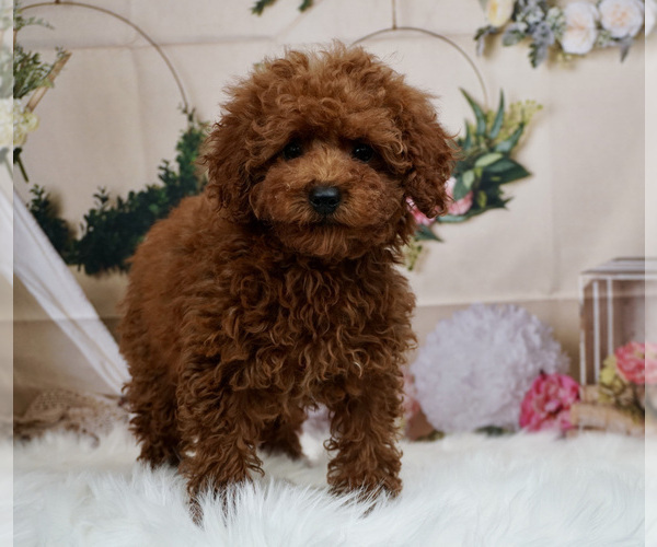 Medium Photo #1 Poodle (Miniature) Puppy For Sale in WARSAW, IN, USA