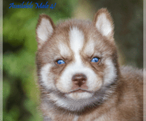 Siberian Husky Litter for sale in CARNESVILLE, GA, USA