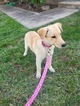 Small Photo #1 Goberian Puppy For Sale in SARATOGA, CA, USA
