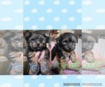 Small Photo #1 Morkie-Yorkshire Terrier Mix Puppy For Sale in EDISON, NJ, USA