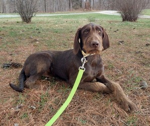Australian Shepherd-Weimaraner Mix Litter for sale in LEWISBURG, KY, USA