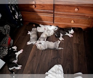 Siberian Husky Litter for sale in ANDERSON, IN, USA