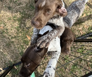 German Shorthaired Pointer Litter for sale in DELCO, NC, USA