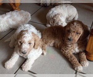 Goldendoodle Litter for sale in TURIN, NY, USA
