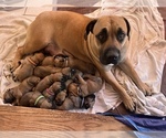 Small Photo #1 Boerboel Puppy For Sale in DELTA, CO, USA