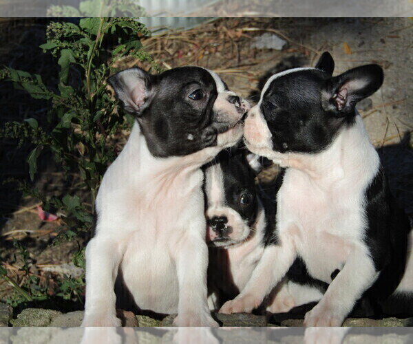 Medium Photo #1 Boston Terrier Puppy For Sale in SPENCERVILLE, IN, USA