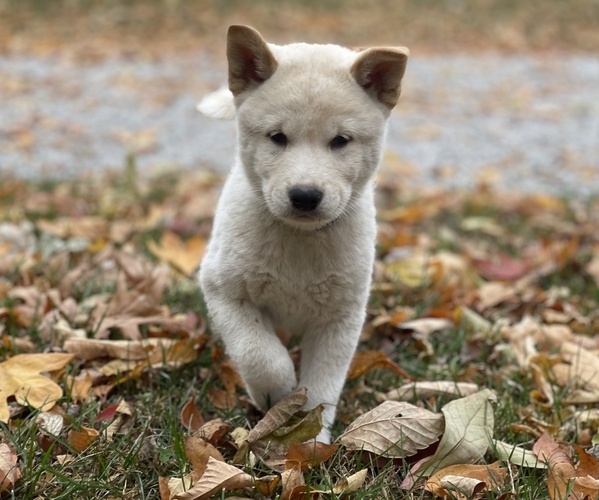 Medium Photo #1 Shiba Inu Puppy For Sale in NEW ATHENS, IL, USA
