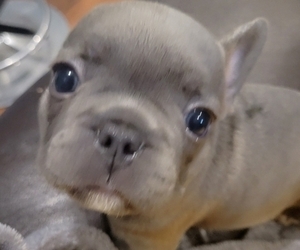 French Bulldog Litter for sale in FRANKLIN PARK, IL, USA