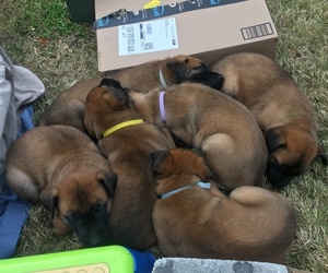 Belgian Malinois Litter for sale in CHARLOTTE, NC, USA