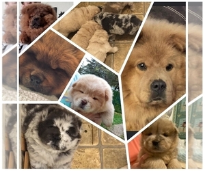 Chow Chow Litter for sale in BLMNG PRAIRIE, MN, USA