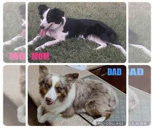 Miniature American Shepherd Litter for sale in MISSION, TX, USA