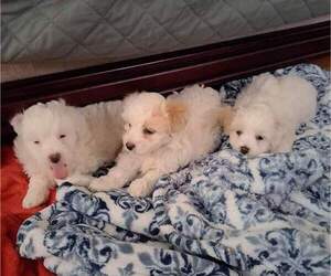 Lhatese Litter for sale in POMONA, CA, USA