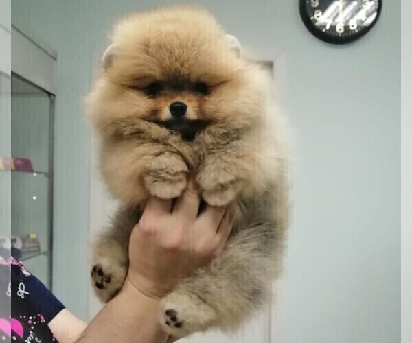 Medium Photo #1 Pomeranian Puppy For Sale in HOLLYWOOD, FL, USA