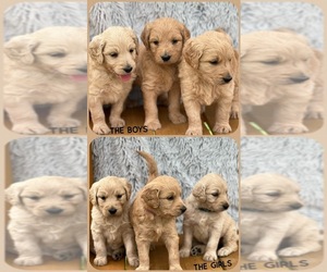 Goldendoodle Litter for sale in TOLLESBORO, KY, USA