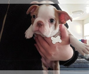 Boston Terrier Litter for sale in APPLE VALLEY, UT, USA