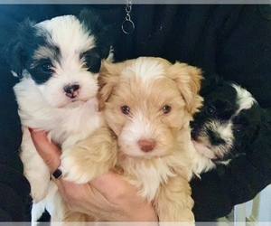Havanese Litter for sale in YARMOUTH PORT, MA, USA