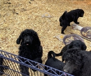 Labradoodle Litter for sale in VIENNA, IL, USA