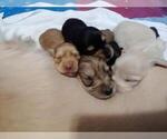 Small Photo #1 Dachshund Puppy For Sale in FEDERAL HEIGHTS, CO, USA