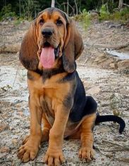 View Ad Bloodhound Litter Of Puppies For Sale Near Georgia Toccoa Usa Adn