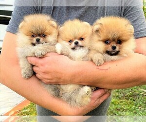 Pomeranian Litter for sale in SUNNY ISL BCH, FL, USA