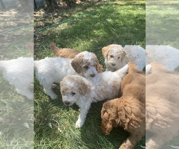 Medium Photo #1 Poodle (Miniature) Puppy For Sale in ANNIS, ID, USA